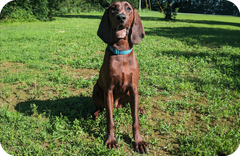 Redbone Coonhound