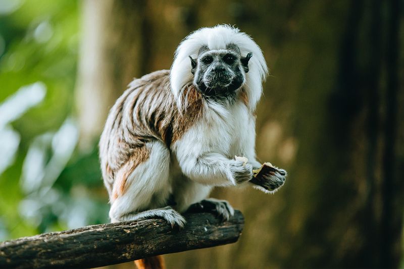 Cotton-top Tamarin