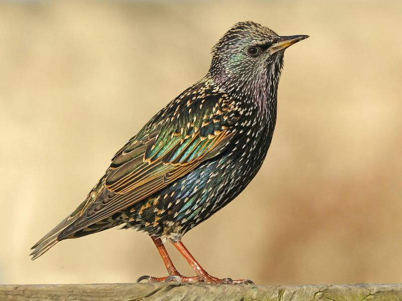 European Starling - The Iridescent Invader