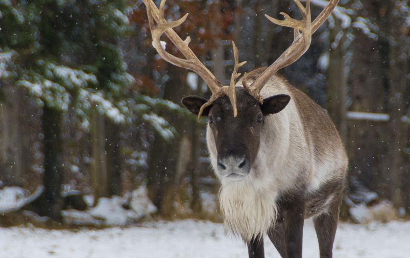 Woodland Caribou