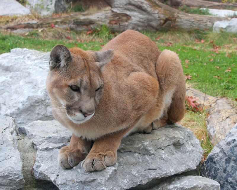 Eastern Mountain Lion