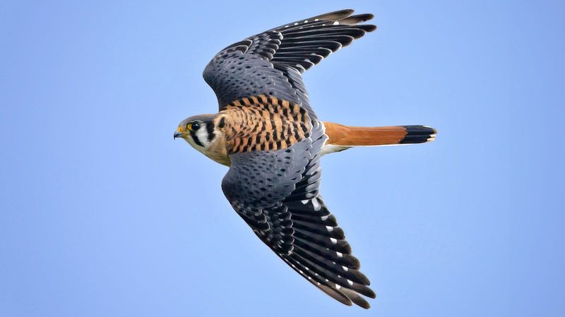 American Kestrel