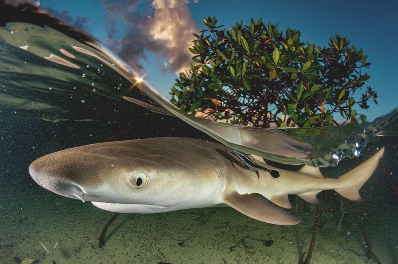Lemon Shark