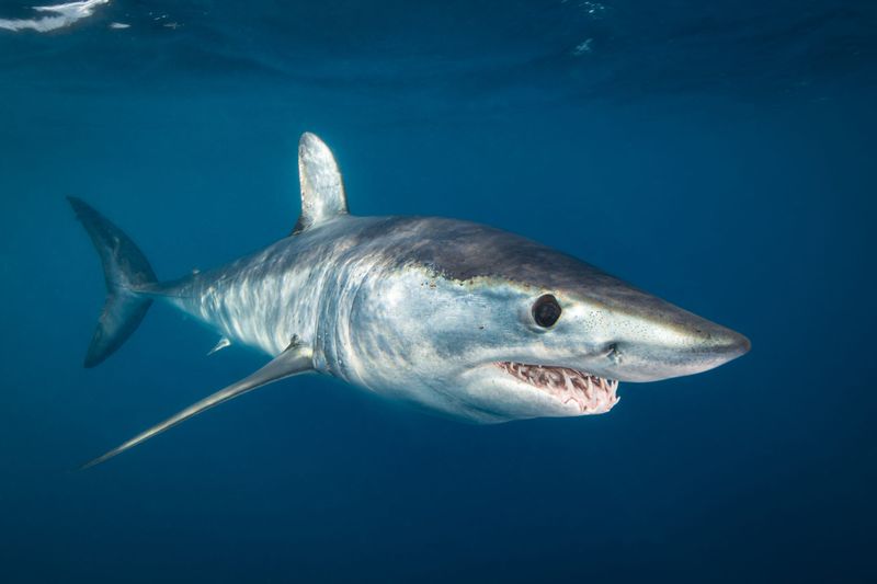 Shortfin Mako Shark