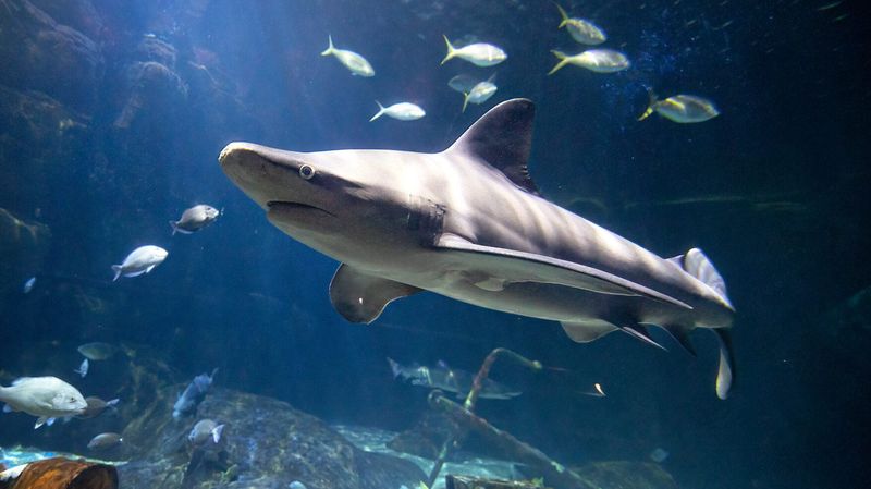 Sandbar Sharks: The Misunderstood Giants