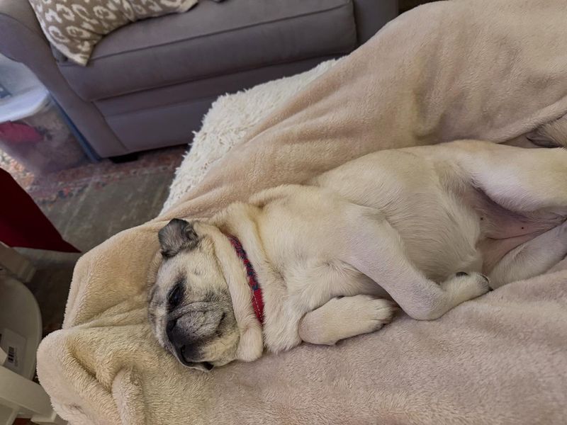 Living Hot Water Bottles: Pugs