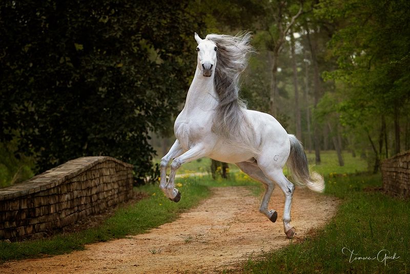Fiery Andalusian Racers