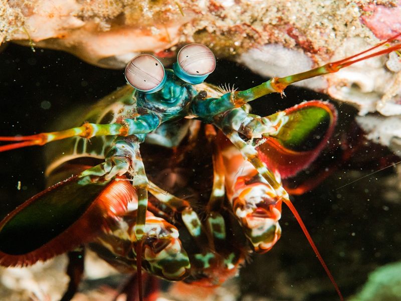 Mantis Shrimp: The Rainbow Knockout Artist