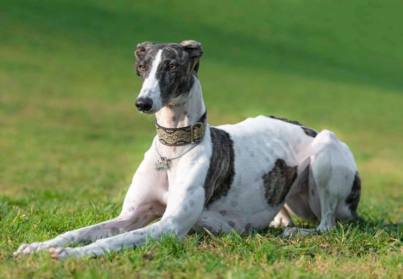 Greyhound