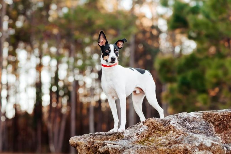 Rat Terrier: Vermin Elimination Expert