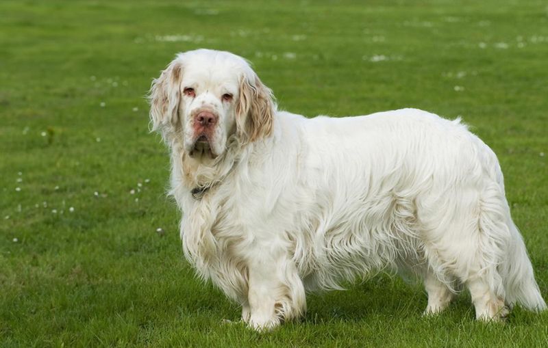 Clumber Spaniel