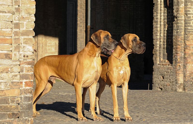 Great Danes: Gentle Giants With Short Lifespans