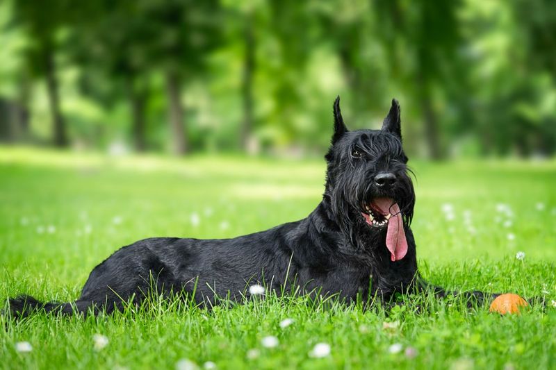Giant Schnauzers: The Patrol Champions