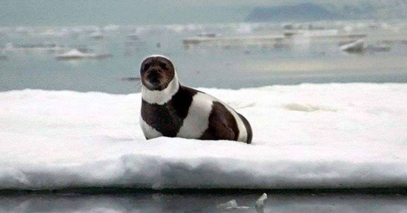 Gentle Sea Cows: Ribbon Seals