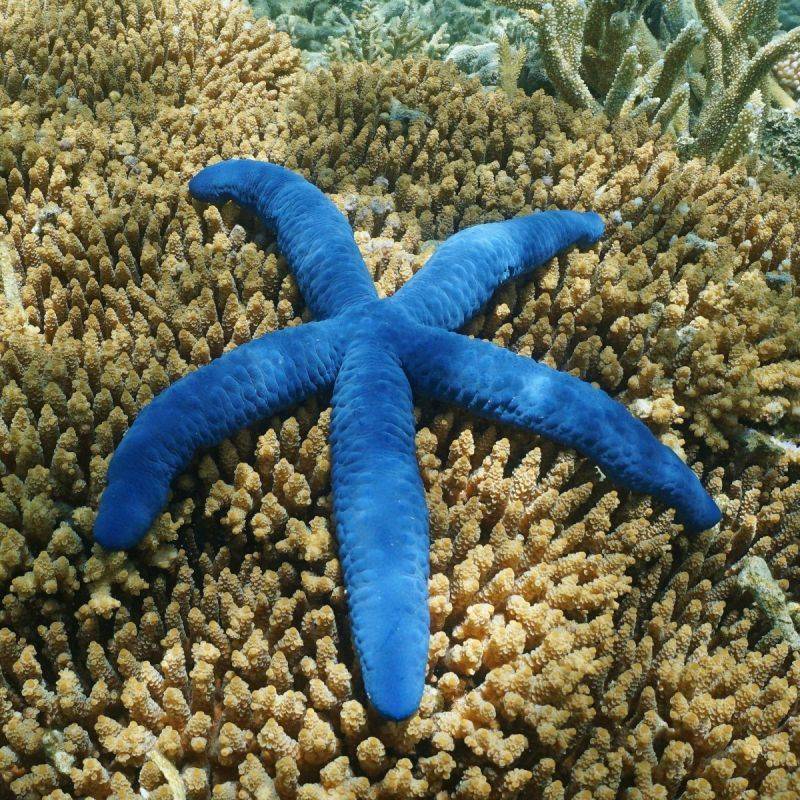 Linckia Blue Star Starfish