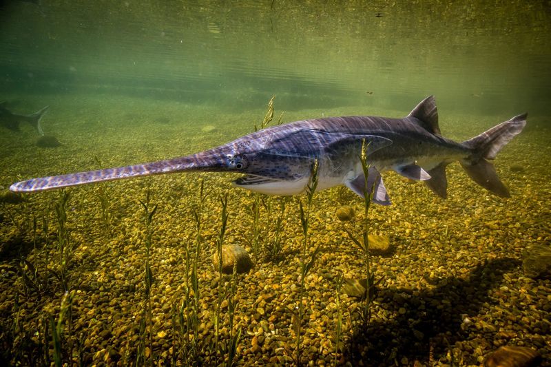 American Paddlefish: The Living Fossil