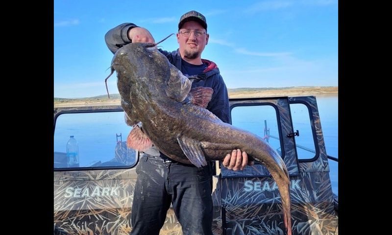 Flathead Catfish