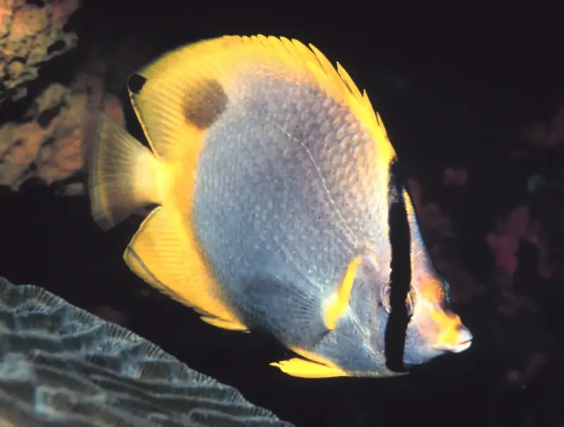 Spotfin Butterflyfish