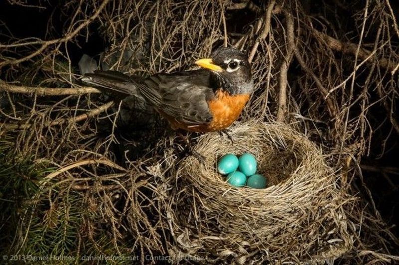 Mud Engineers Building Sturdy Nests