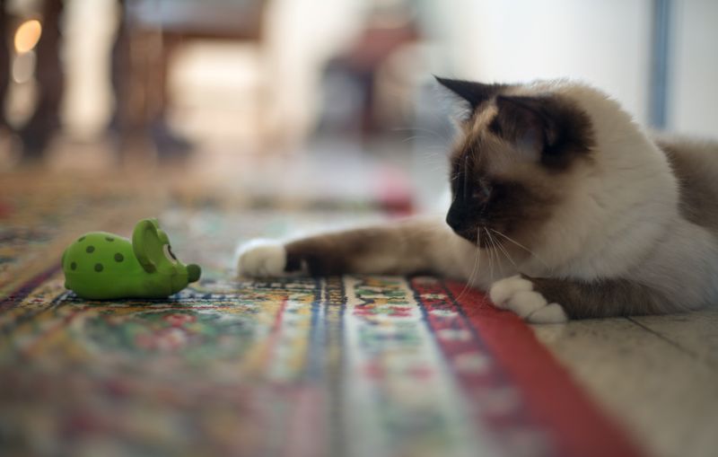 Playful Personalities