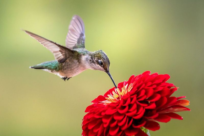 Hummingbird