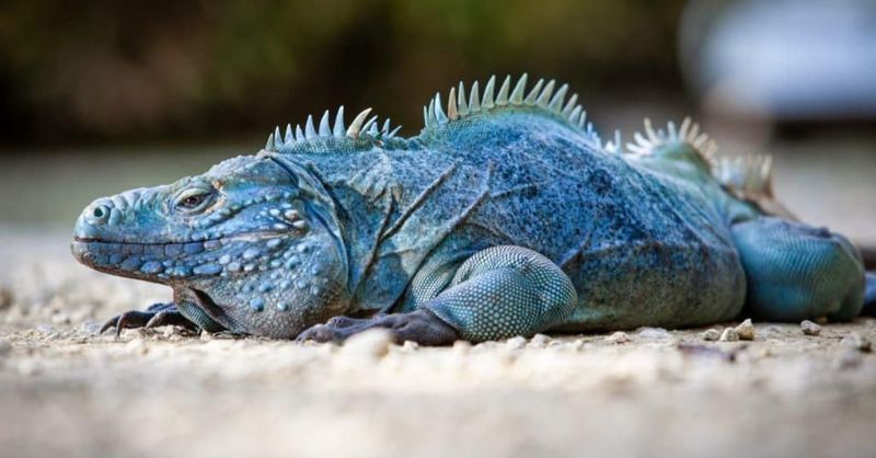 Grand Cayman Blue Iguana