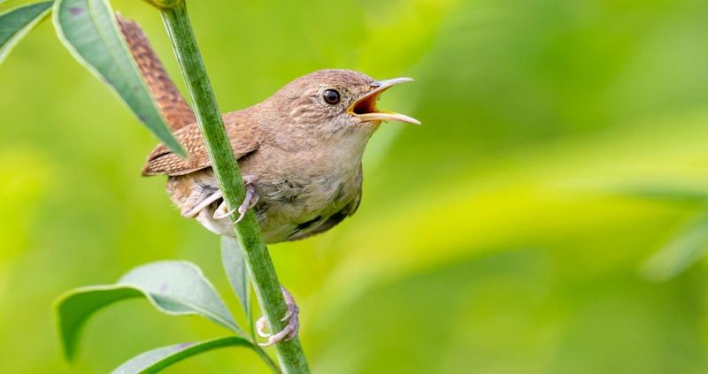 House Wren