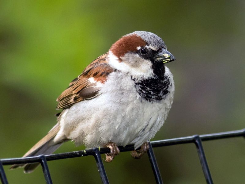 House Sparrow: The Global Hitchhiker