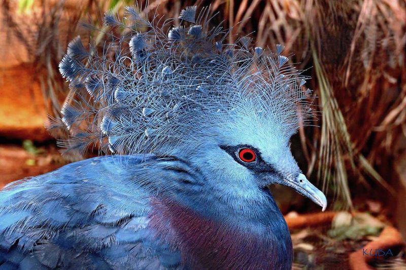 Victoria Crowned Pigeon