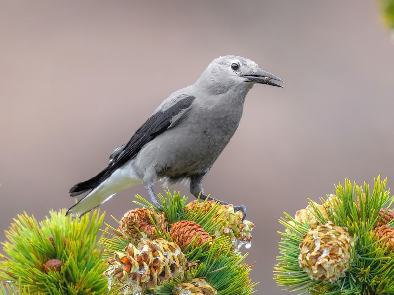 Clark's Nutcracker: Memory Champion