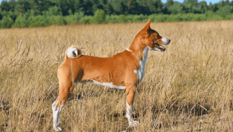 Basenji