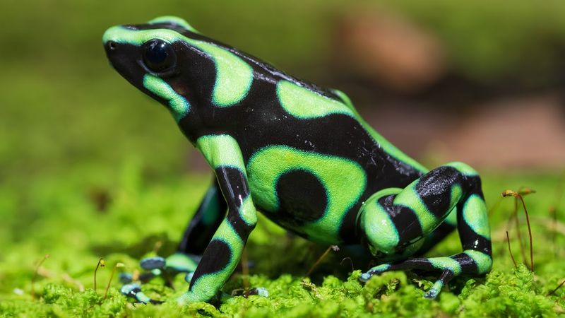 Psychedelic Rock Frogs That Look Hand-Painted