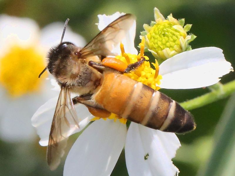 Giant Honey Bees