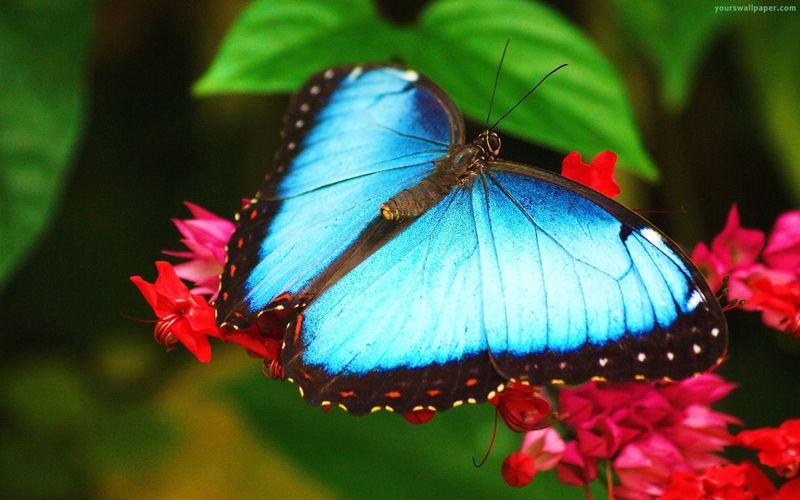 Blue Morpho Butterfly