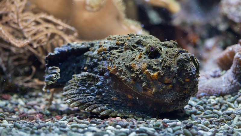 Stone Fish: The Camouflaged Threat