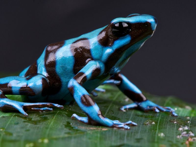 Poison Dart Frog: Colorful Death Trap