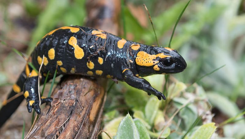 Fire Salamander
