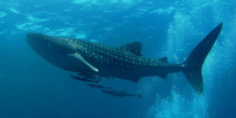 Whale Shark: The Gentle Giant