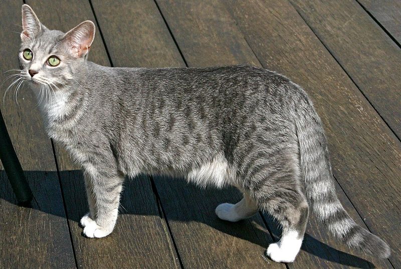 Blue Tabby