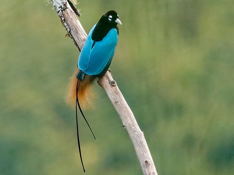 Blue Bird-Of-Paradise