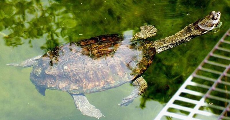 Common Snake Neck Turtle