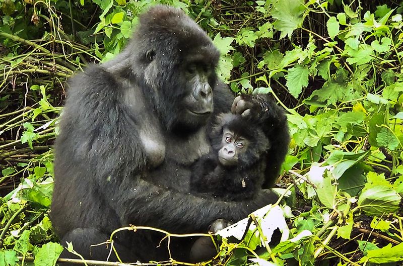 Mountain Gorilla – Forest Guardians Rising