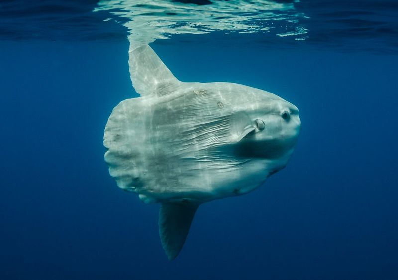 Ocean Sunfish (Mola Mola)