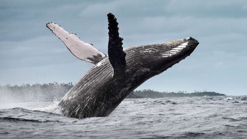 Humpback Whale