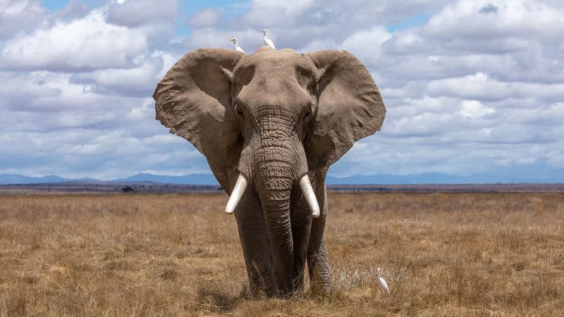 African Elephant