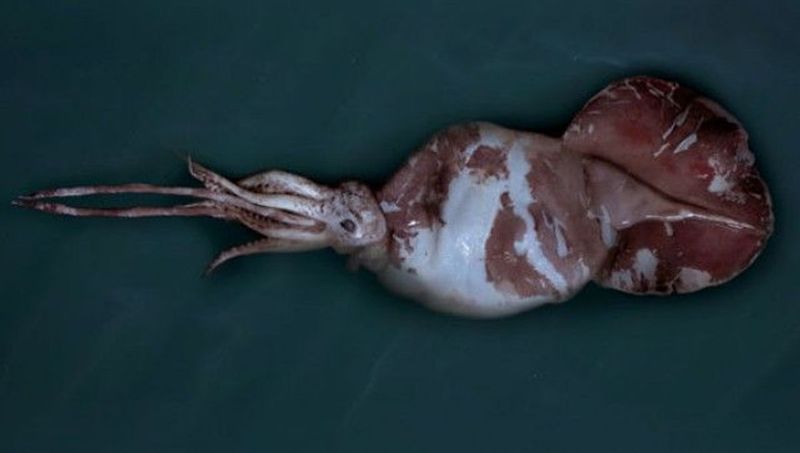 Colossal Squid