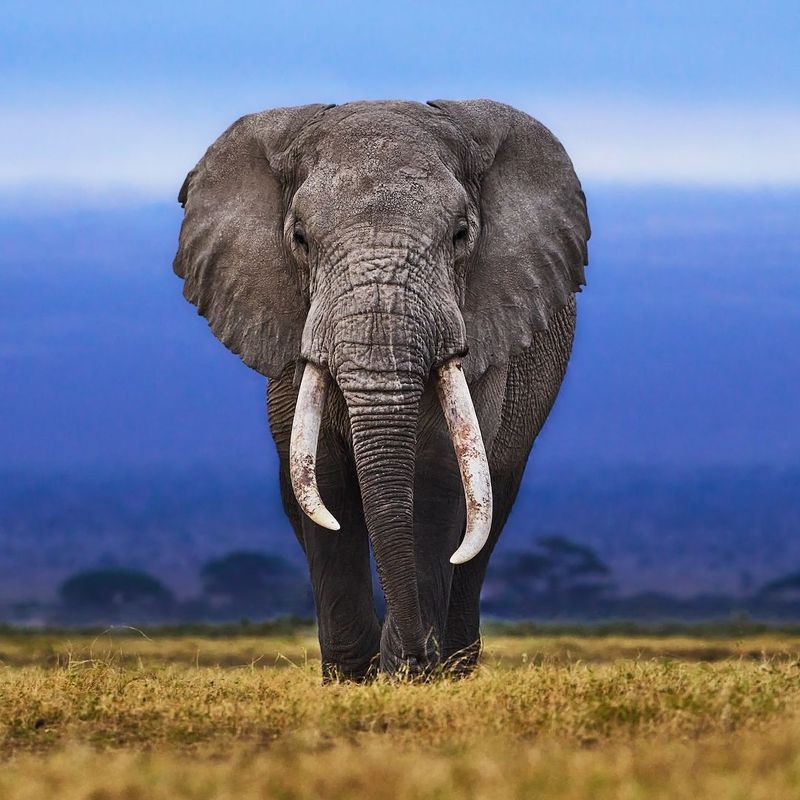 African Elephant (Largest Land Mammal)