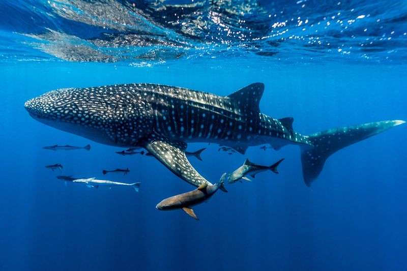 Whale Shark: Gentle Spotted Giant
