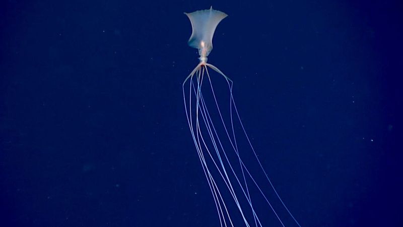 Giant Squid