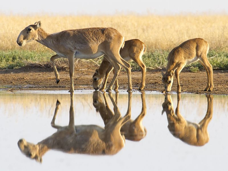 Saiga Antelope: Central Asia's Endurance Champions